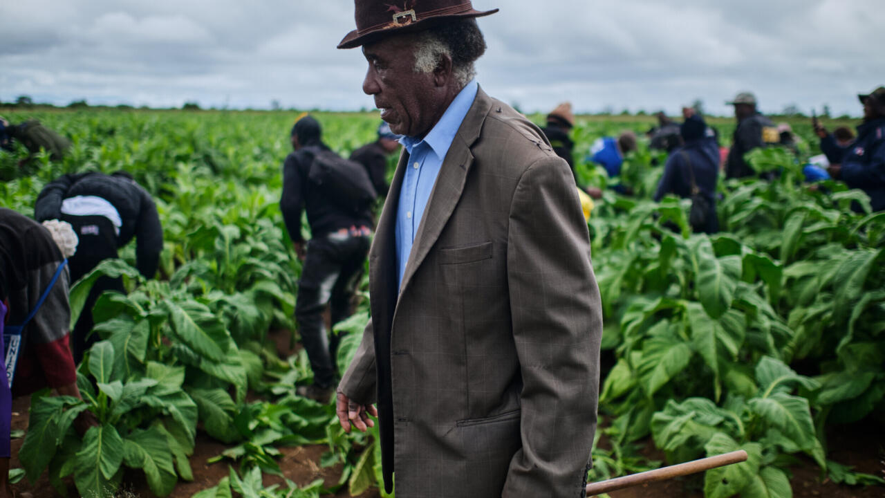 Zimbabwe tobacco hits new highs under smallholder contracts